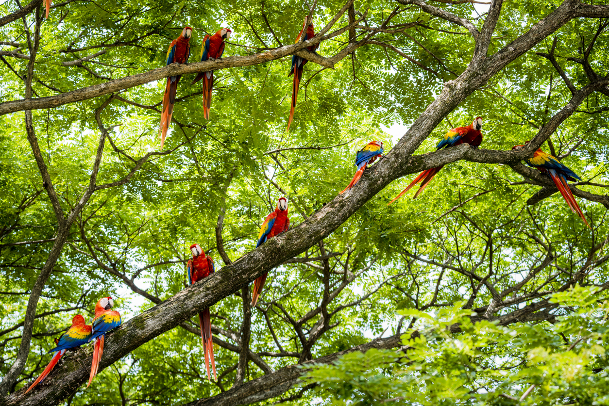 Dans la canopée du Costa Rica