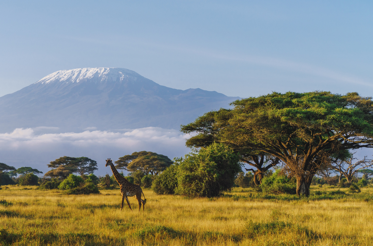 Girafe Masai devant le Kilimandjaro dans le parc national d'Amboseli