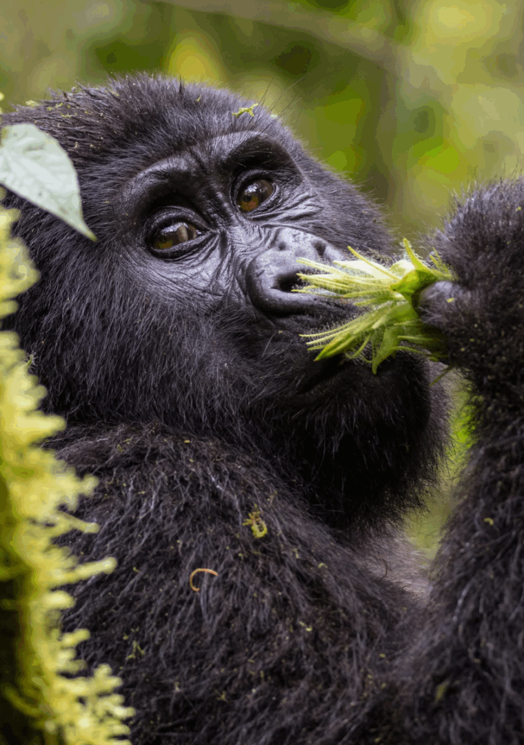 Lac Kivu - Parc des Volcans : A la rencontre des gorilles
