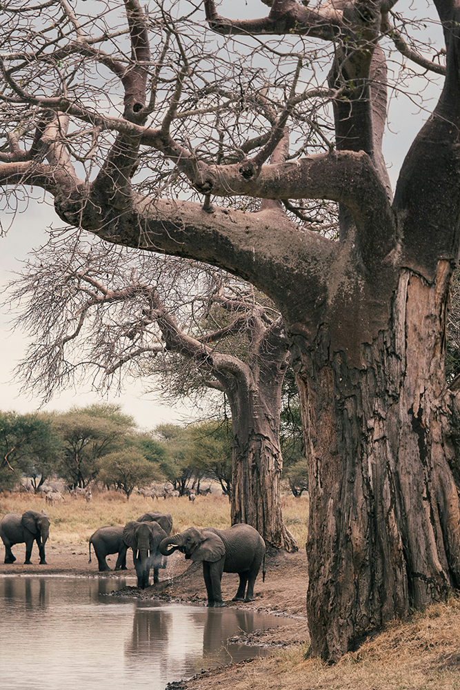 Tarangire : Au royaume des baobabs et des éléphants