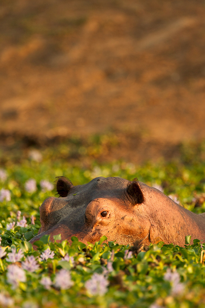 Cap vers Mana Pools