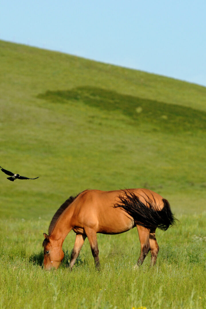 Dans la Réserve nationale des steppes de Hustain Nuruu