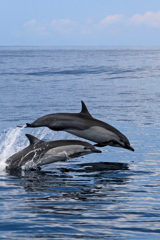 Manuel Antonio : Croisière et dauphins
