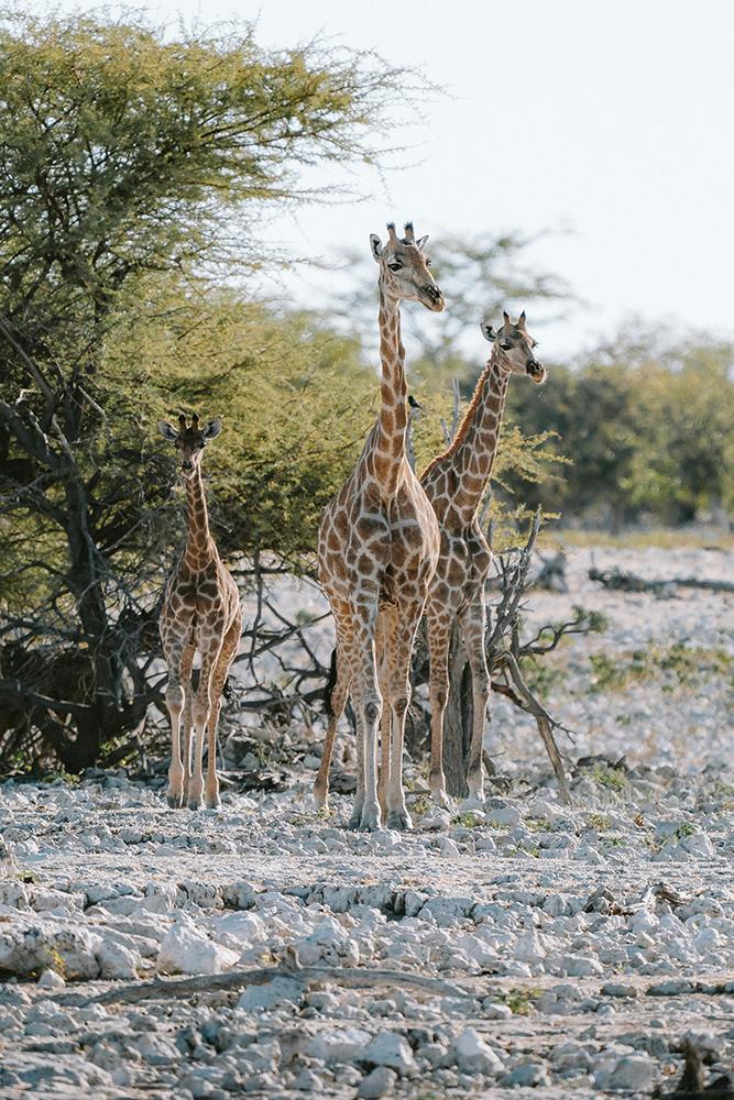 Grande traversée du Parc national Etosha