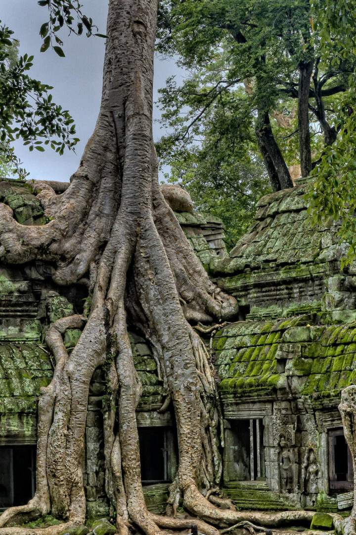 Découvertes des temples d'Angkor Vat et de Ta Prohm
