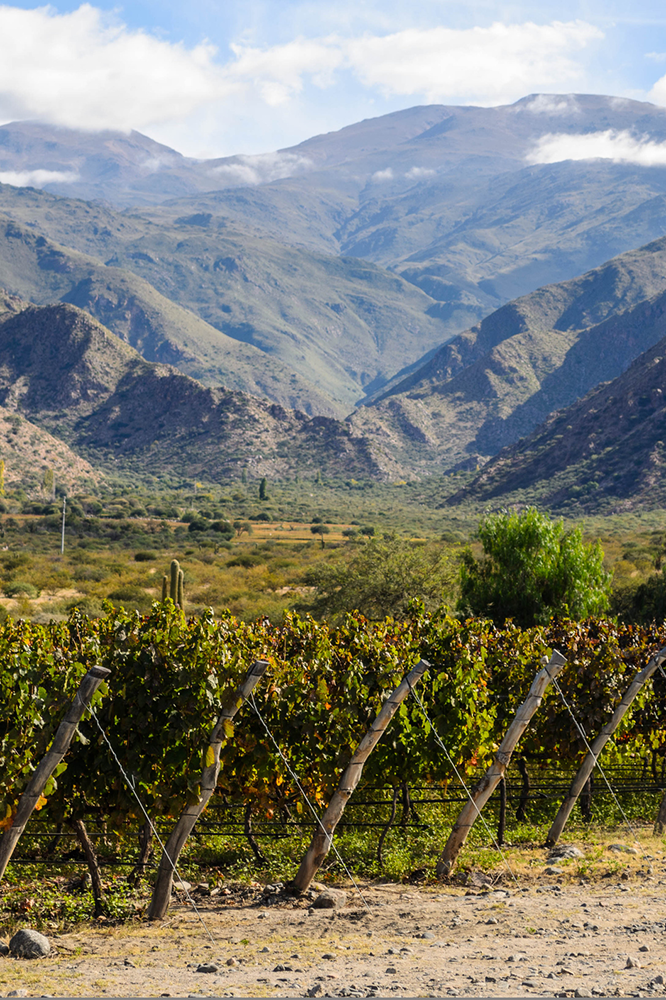 Au cœur des vignobles de Cafayate 