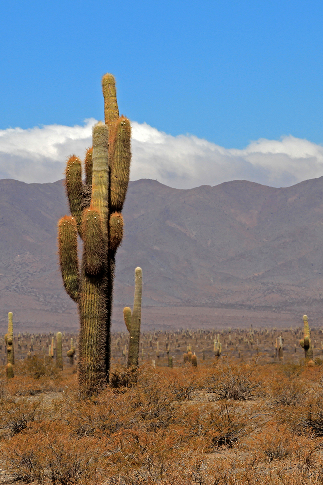 Du Parc de Los Cardones à Salta