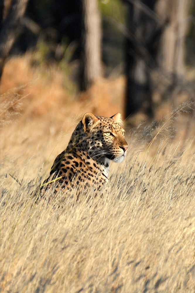Dans la région d'Otjiwarongo