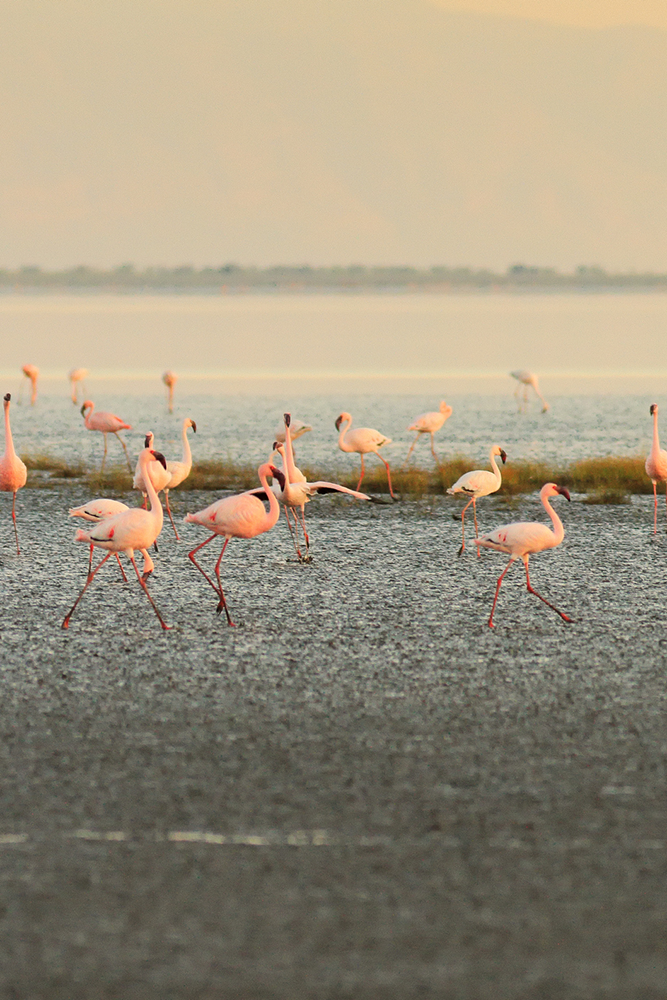 Lac Natron : Flamants roses et cascades secrètes