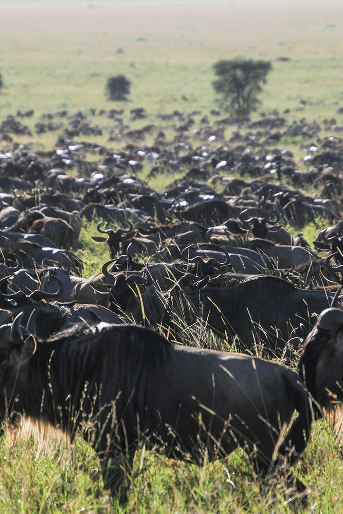 Serengeti : Deux jours au rythme de la savane vivante