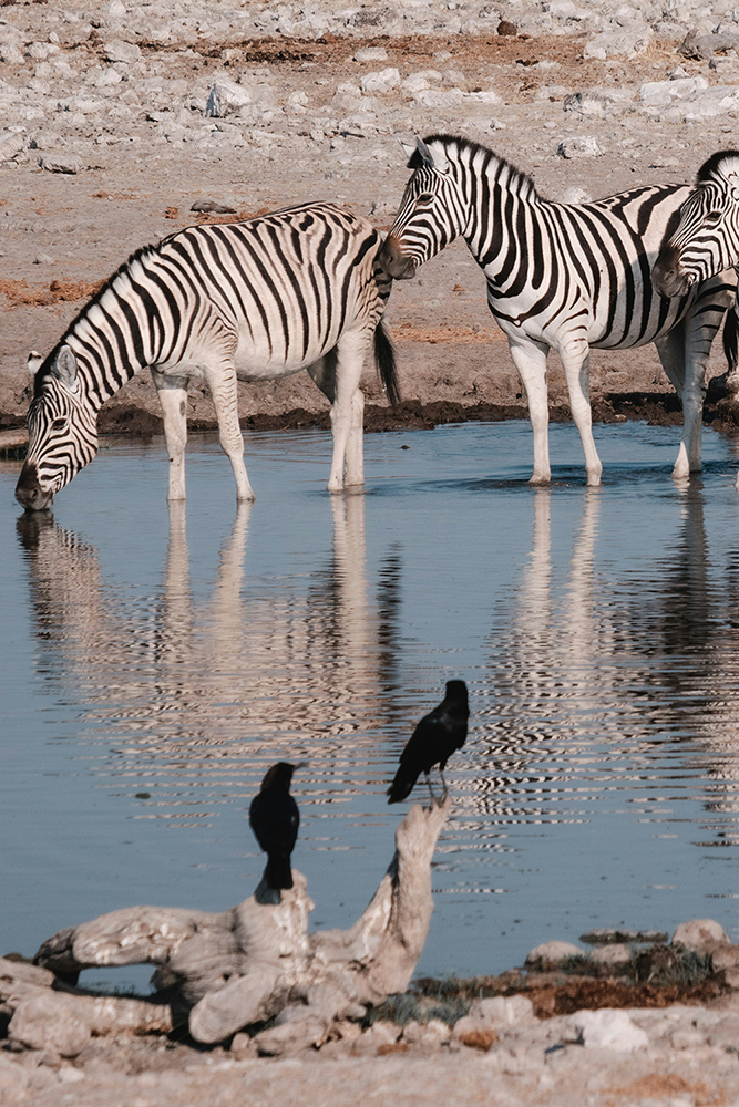 Dans le parc national d’Etosha