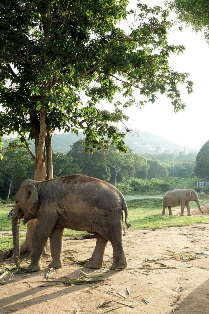 Kanchanaburi : Une journée auprès des éléphants