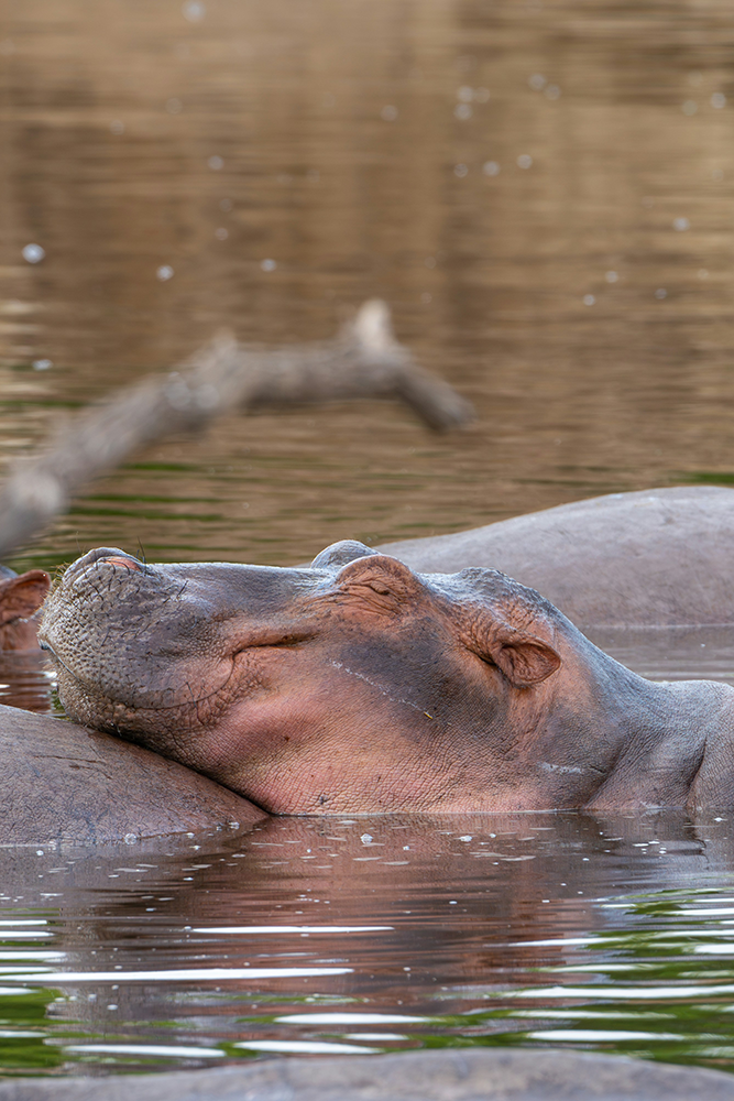 Katavi : La vie sauvage au rythme des saisons