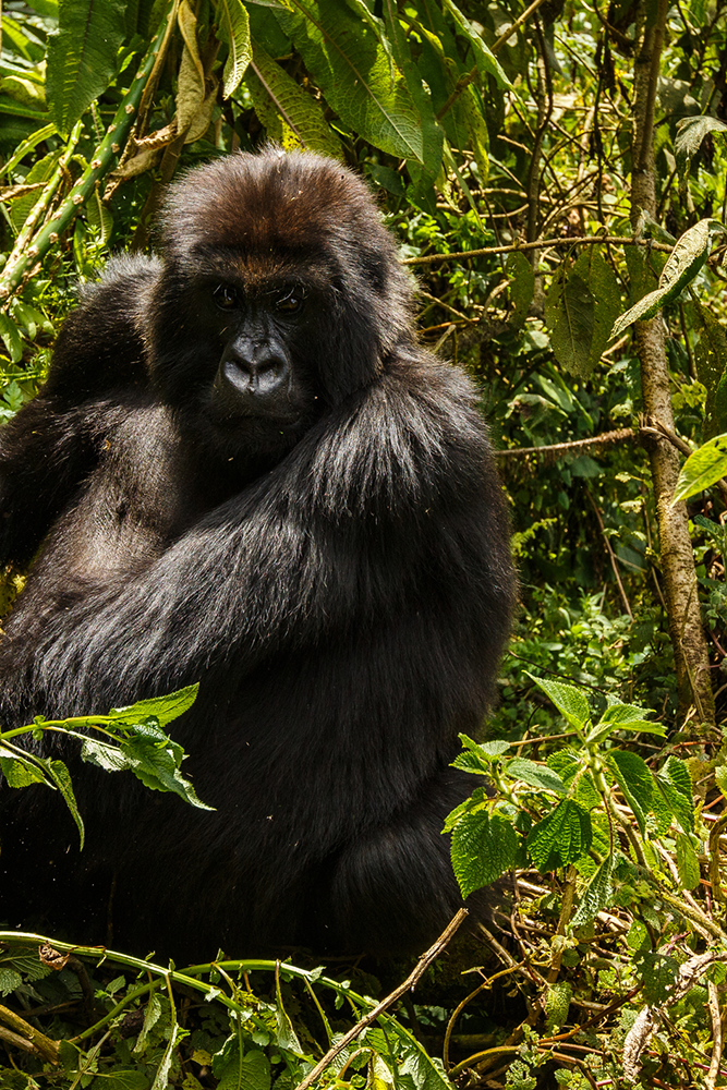Rencontre avec un gorille des montagnes au Rwanda