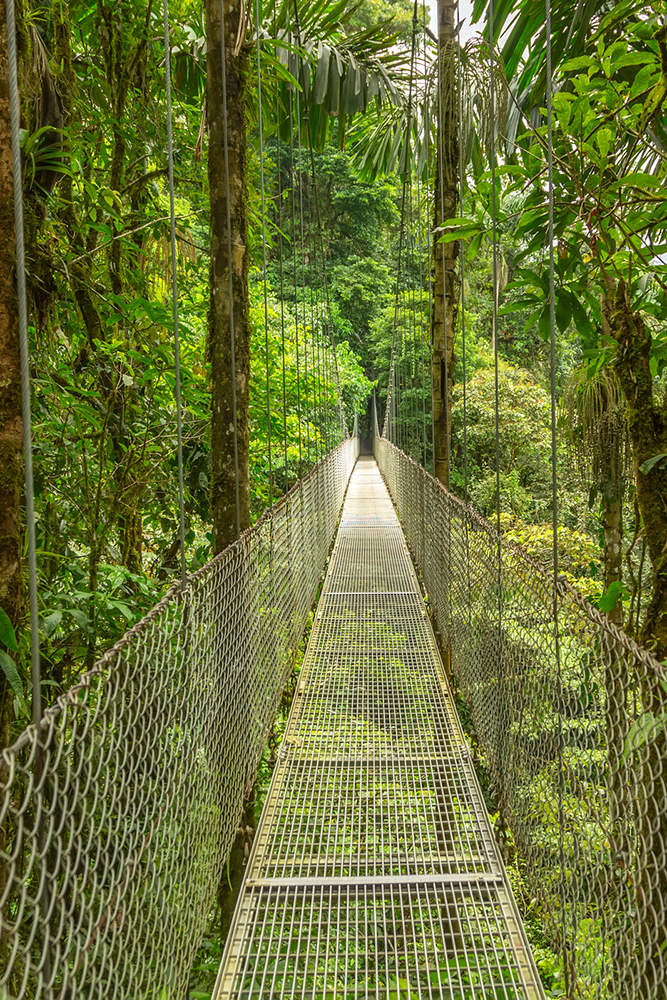 Passerelle au coeur de la jungle de Monteverde au Costa Rica
