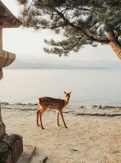 Japon