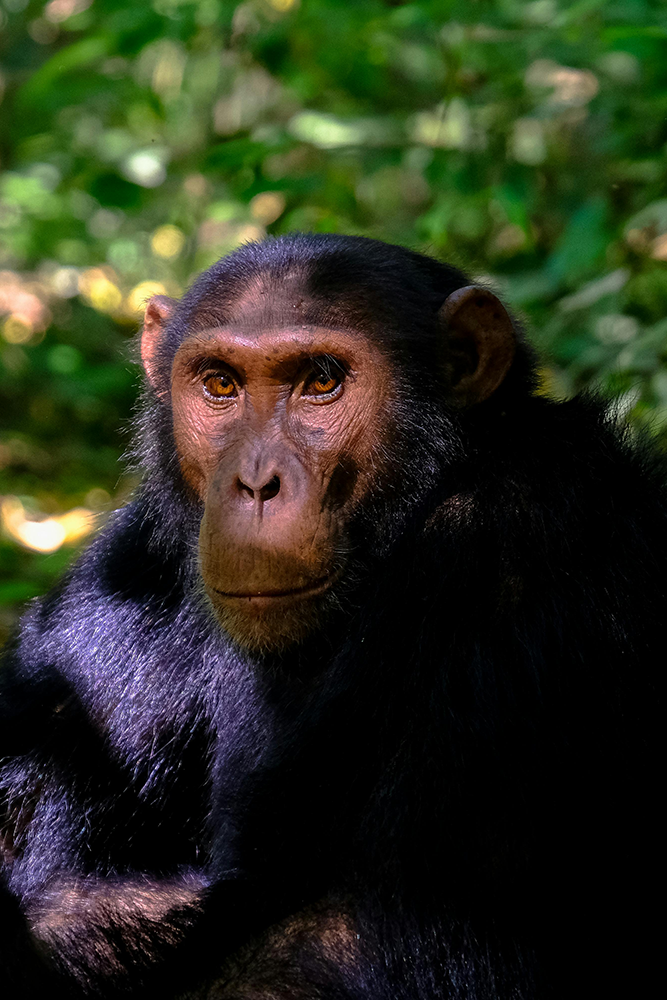 Mahale : A la rencontre des chimpanzés et du lac Tanganyika