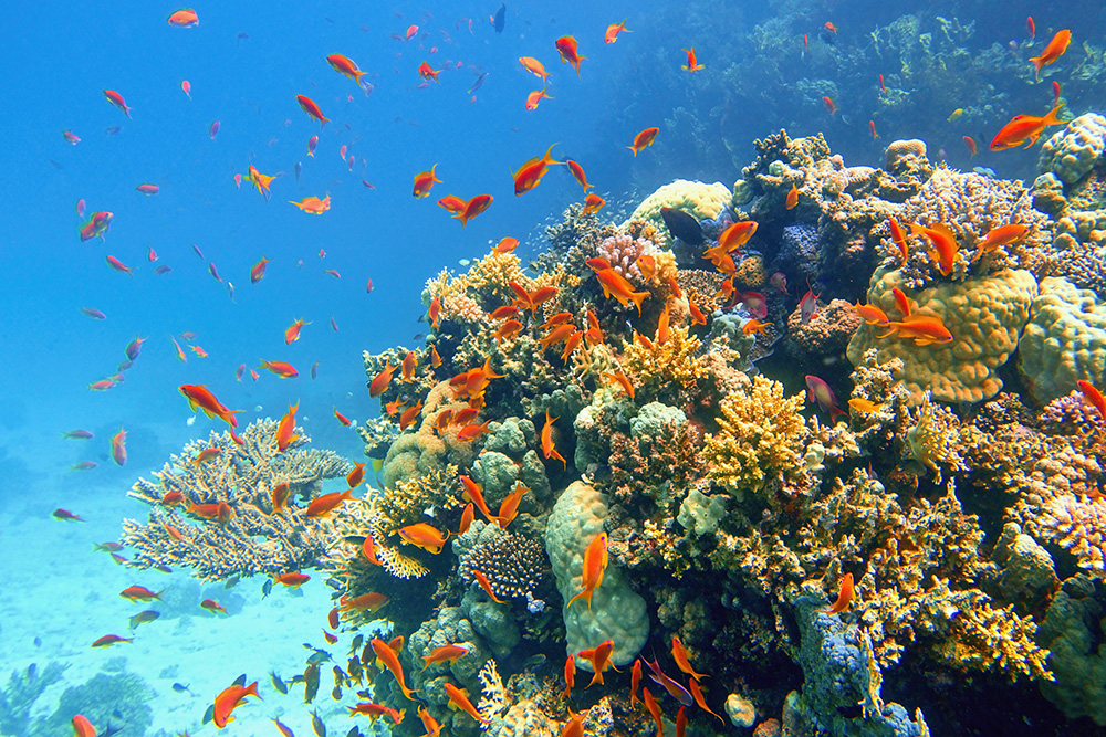 Détente et snorkeling