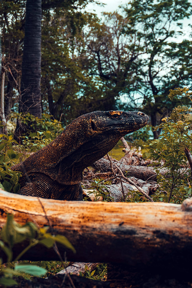 A le recherche des dragons de Komodo