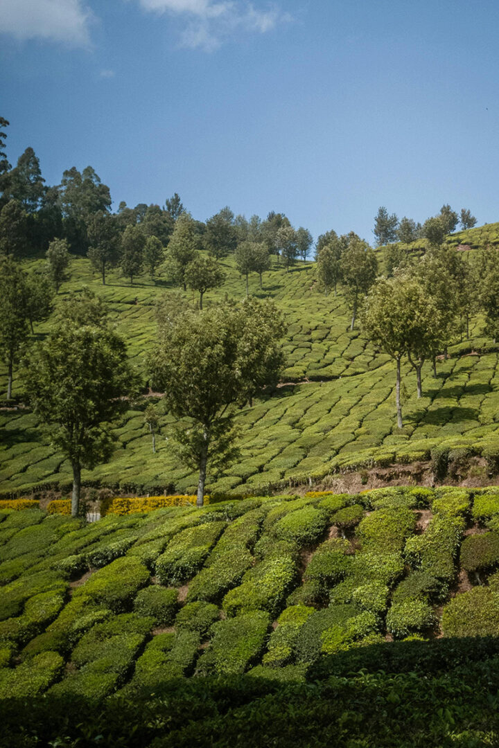 Direction Munnar et les montagnes du Kerala