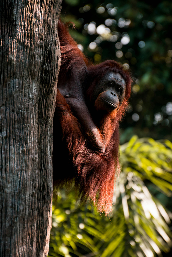 Trekking dans le parc de Gunung Leuser