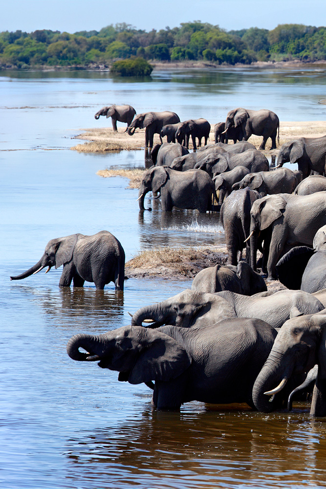 La grande nature sauvage du parc national de Chobe 