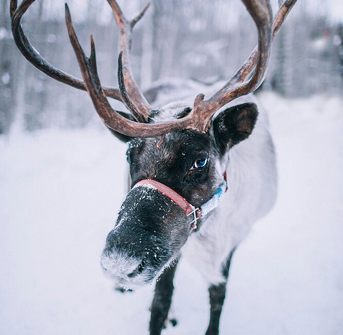 Finlande