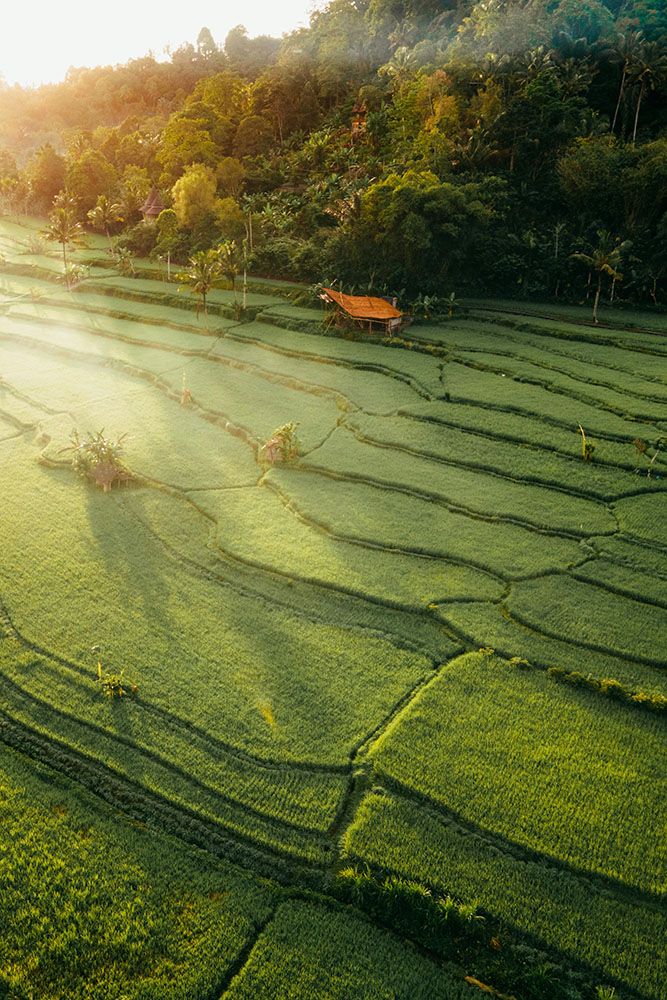 Découverte insolite d'Ubud