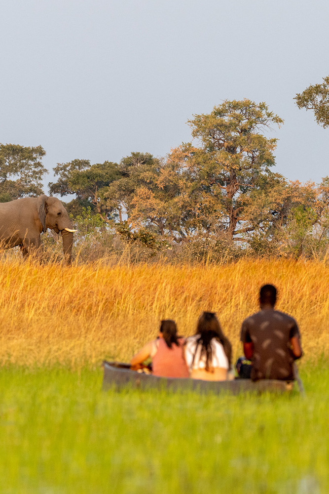 Rencontre avec les animaux sauvages dans le Delta de l'Okavango