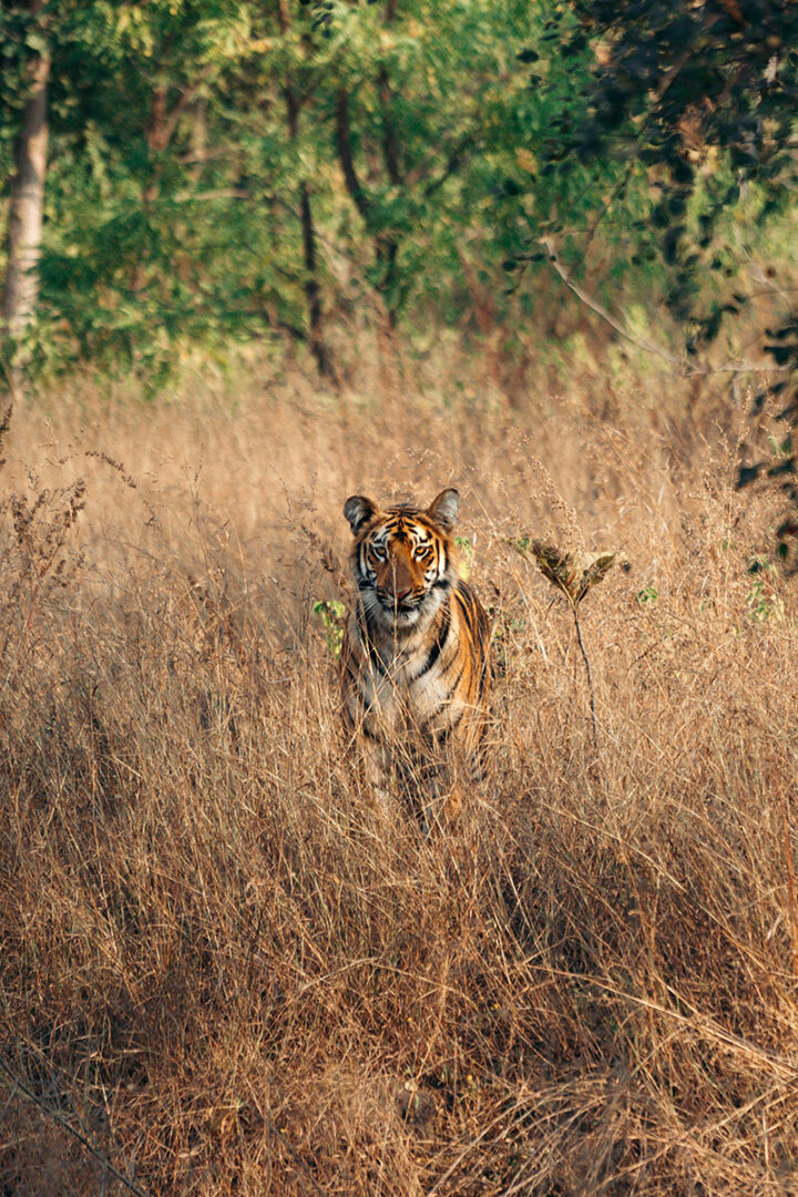 Découverte du parc de Ranthambore