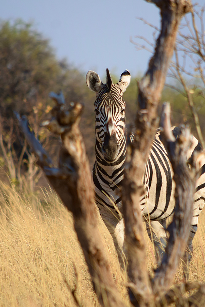 Parc National de Hwange : Dans l’intimité des géants