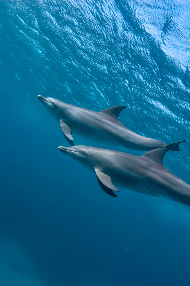 Tahiti : Dauphins, roulottes et vie locale