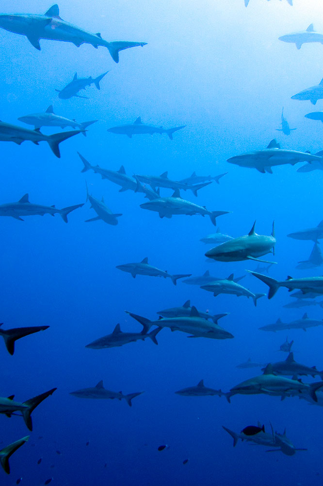 Fakarava : Immersion douce dans un monde classé
