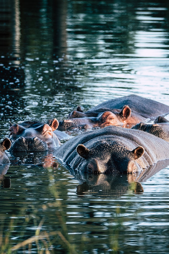 Saint Lucia : Entre estuaire sauvage et soupirs d’hippopotames