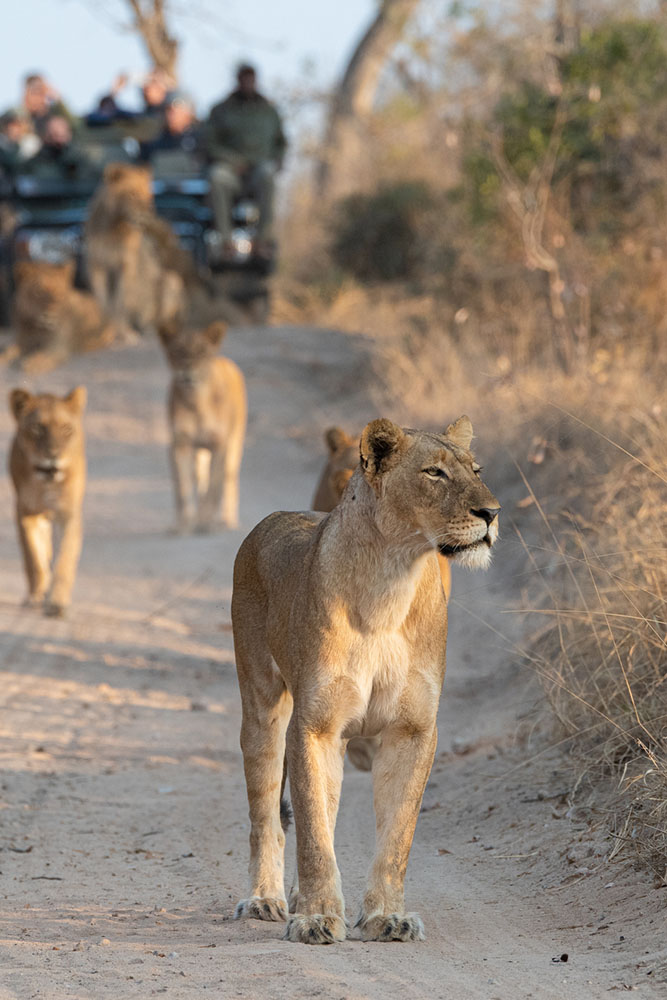 Réserve de Sabi Sand : Safari d’exception aux portes du Kruger