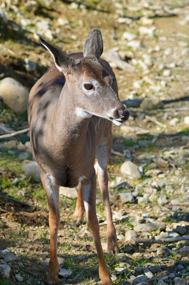 Découverte de l'île d'Anticosti