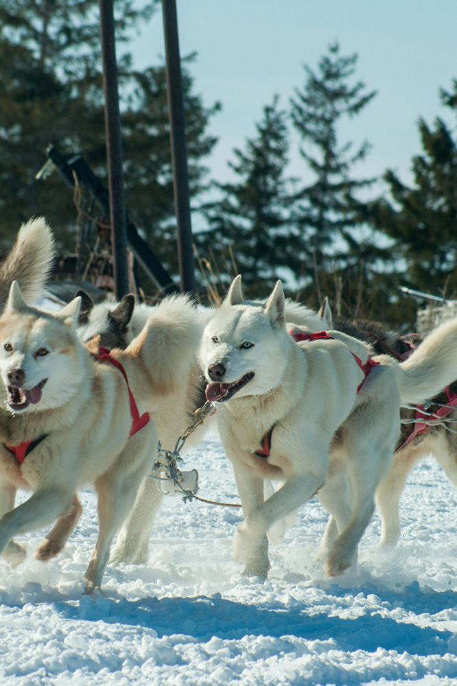 Québec : Aventure nordique en traîneau à chiens