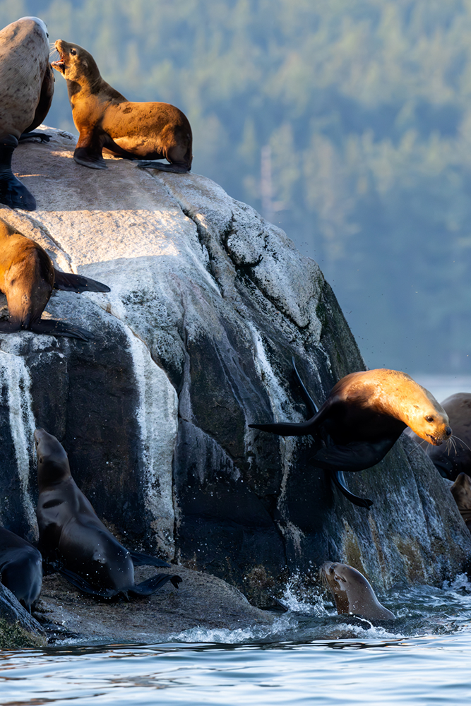Lions de mer dans l'Ouest canadien