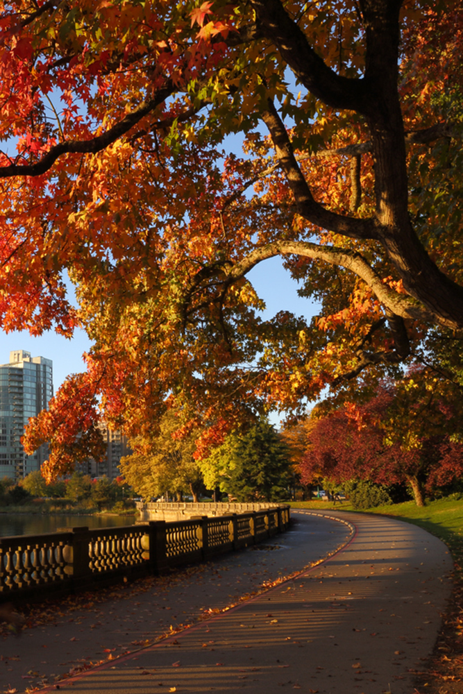 Stanley Park : À vélo entre pins et totems