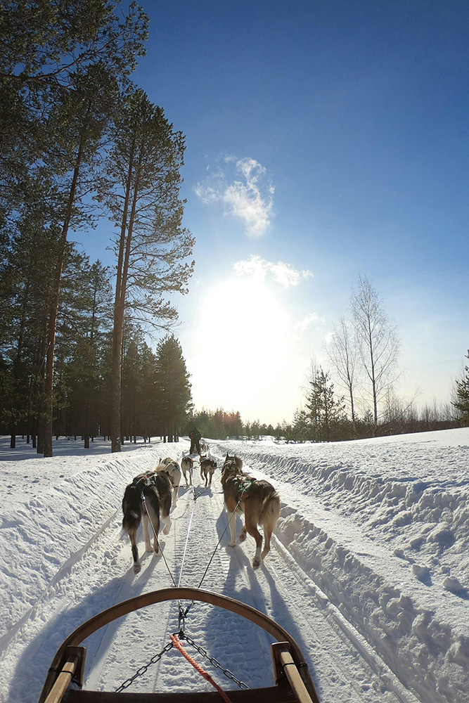 Balade en chien de traineau dans la nature slovénienne à Pokljuka