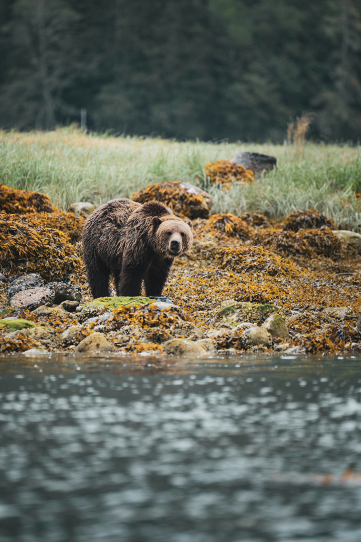 Quelques découvertes : Port Hardy, Telegraph Cove, Great Bear Rainforest