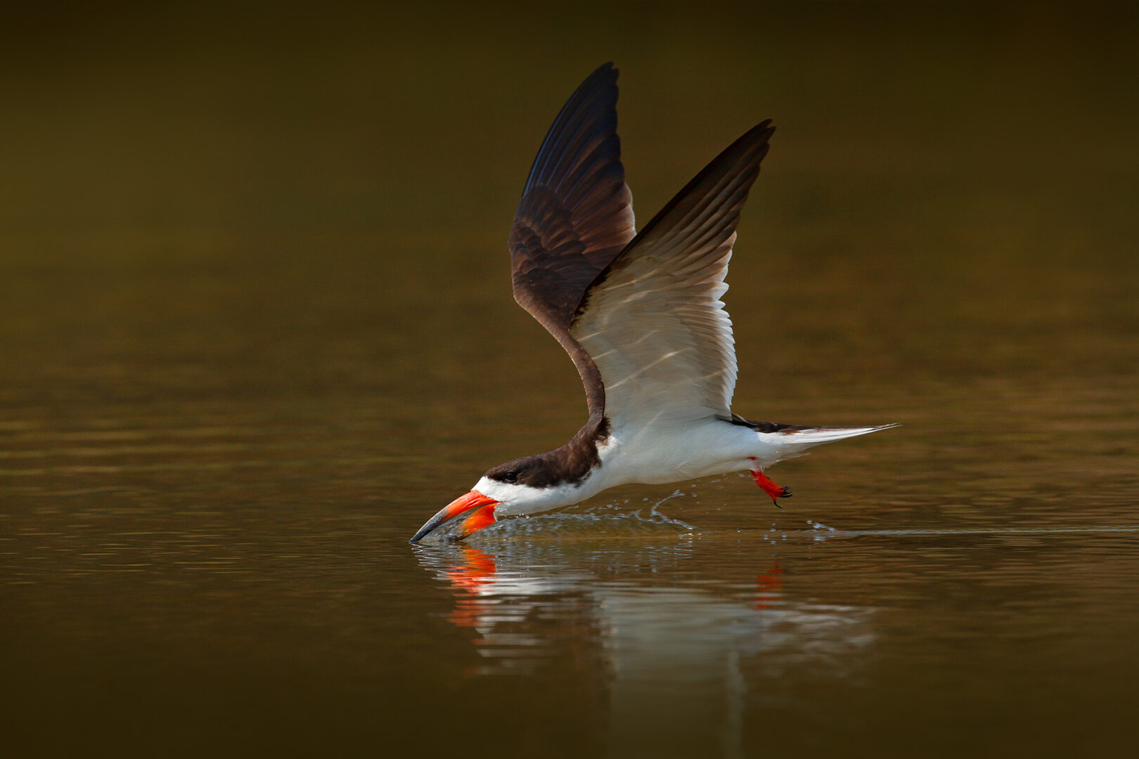 Safari ornithologique d&rsquo;exception avec Charles Brightman