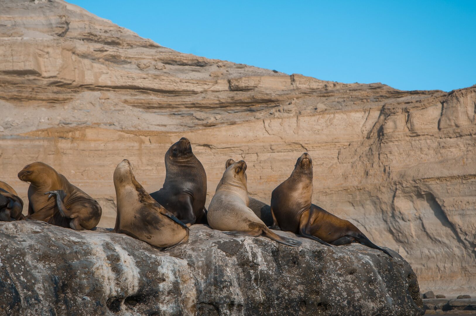 Plongée avec les lions de mer