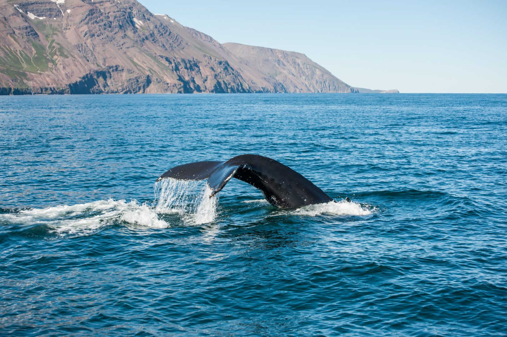 Baleines à babord !