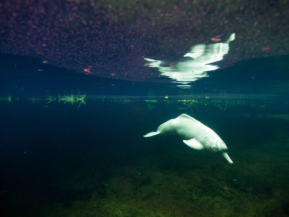 Dauphins roses d&rsquo;Amazonie