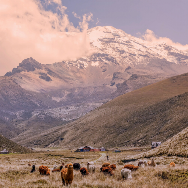 Participer à la reforestation