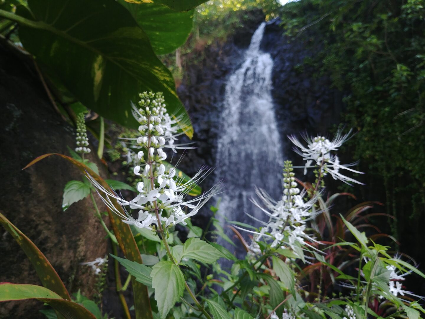 Canyoning d&rsquo;exploration des lavatubes de Tahiti en privé