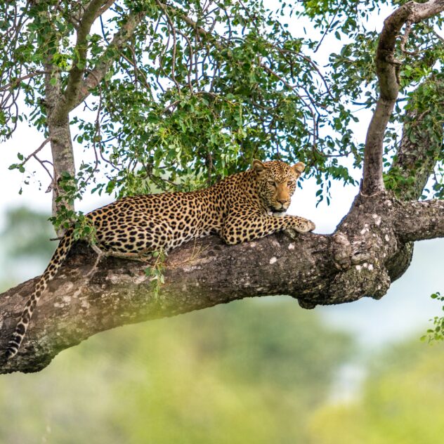 Sri Lanka