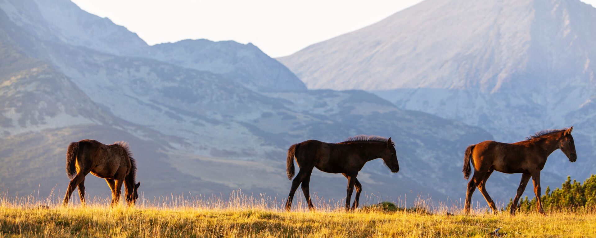A cheval dans l&rsquo;Isalo