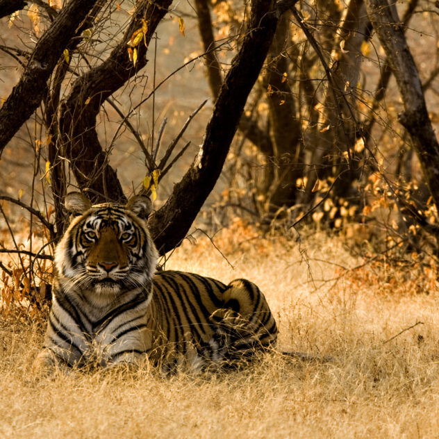 Inde